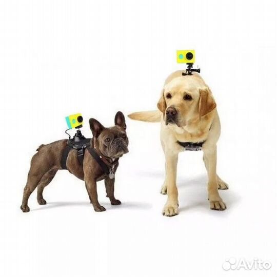 YI Pet Mount. Шлейка с креплением для экшен камеры