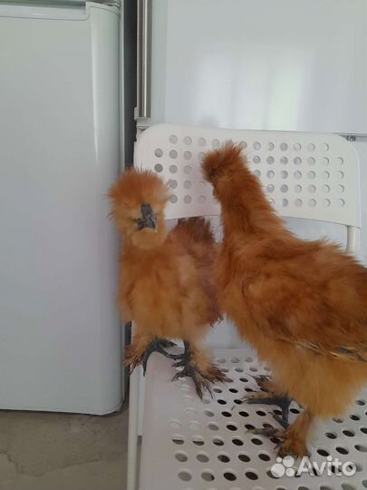 Китайские шелковые цыплята