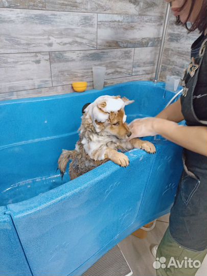 Стрижка собак и кошек