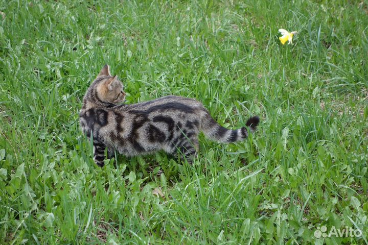 Котенок породы сококе 8 мес