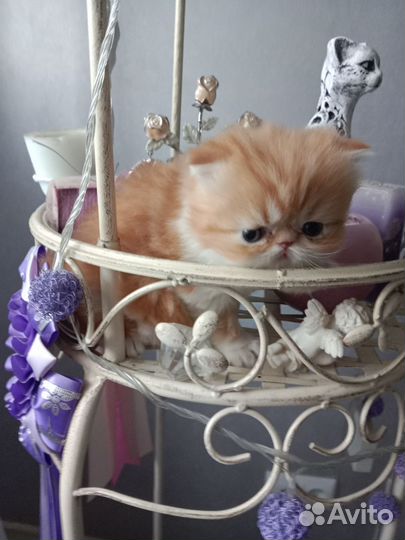 Персидский малыш