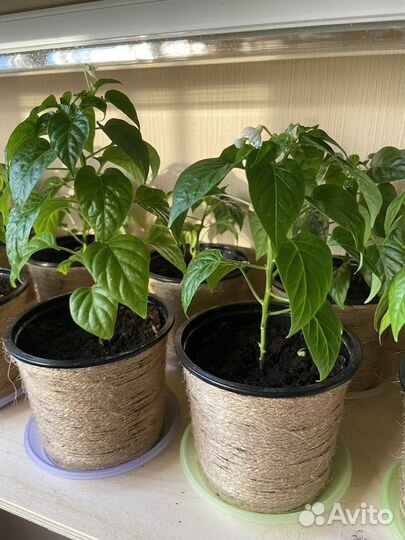 Перец комнатный (декоративный)