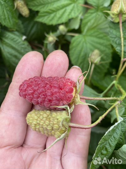 Малина ремонтантная
