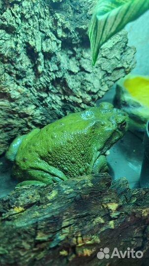 Колорадская жаба (Bufo alvarius)