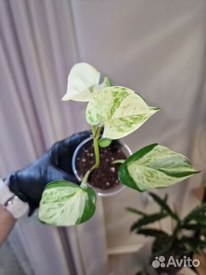 Эпипремнум Марбл Квин, Хэппи Лиф, Монстера