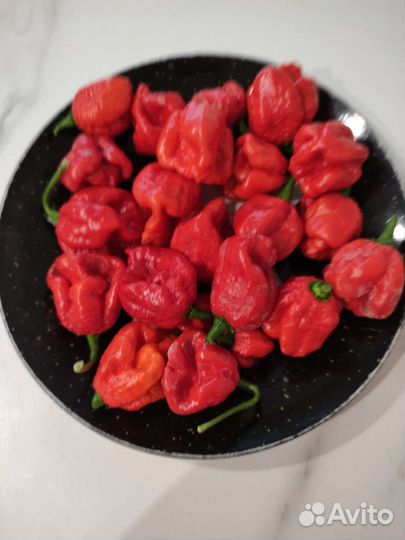 Один из самых острых в мире перцев Королина рипер