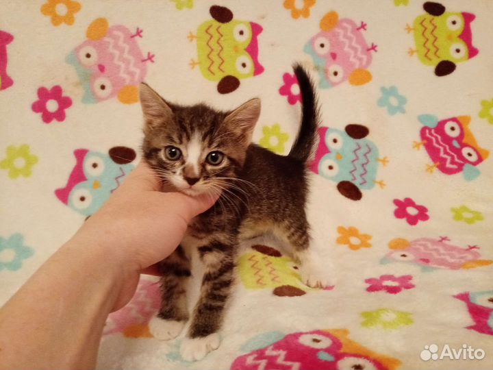 Котенок девочка очень красивая род 22.07.23г