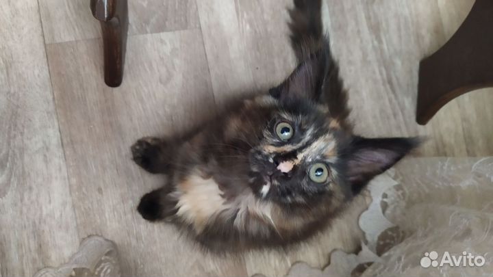 Котенок мейн-кун девочка