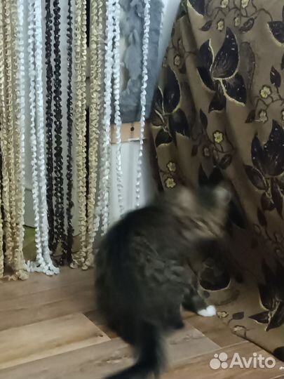 Кошки в добрые руки бесплатно