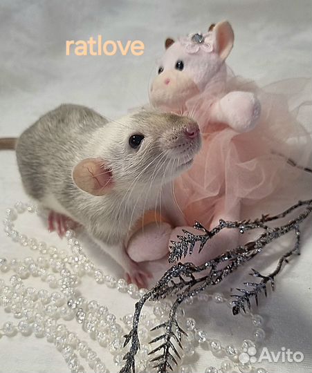Крысята дамбо ручная девочка марбл