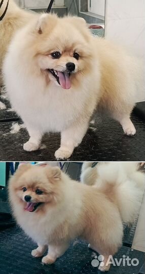 Модель на груминг