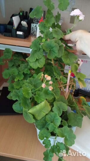 Герань пеларгония королевская