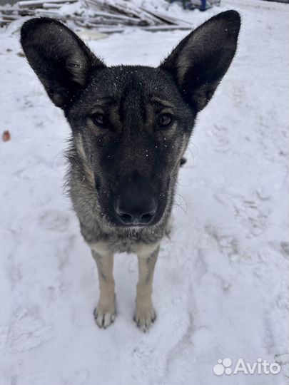 Помогите брошенному малышу