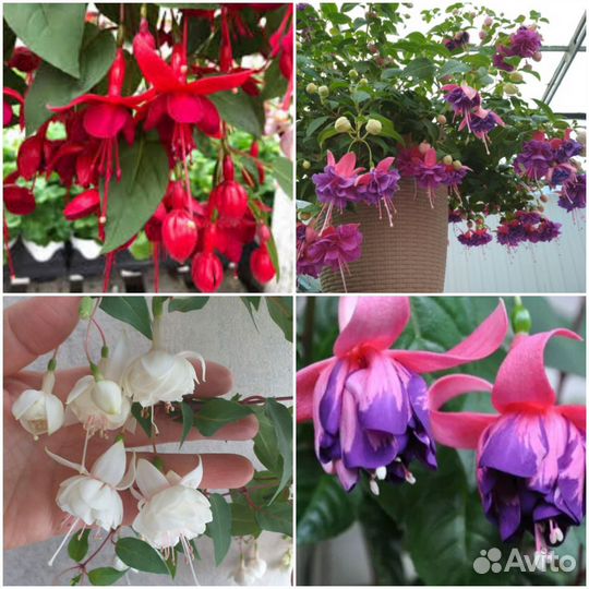 Фуксия, бегония, бальзамин