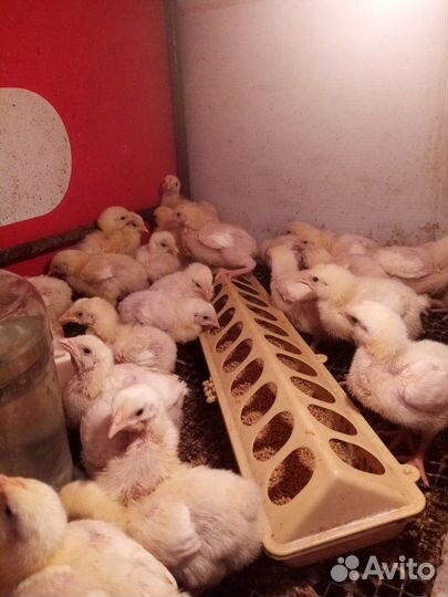 Цыплята бройлер