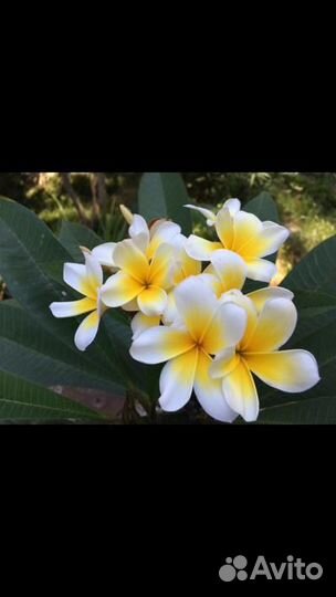 Плюмерия