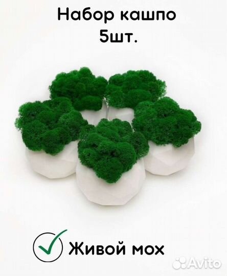Мох живой в кашпо 5 шт