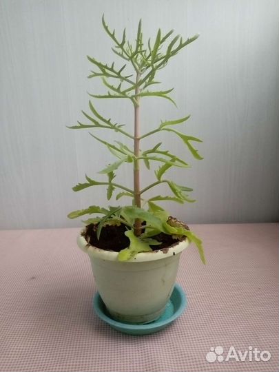 Комнатные растения