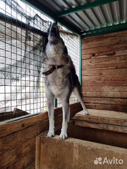 Гром полностью готов стать домашним псом