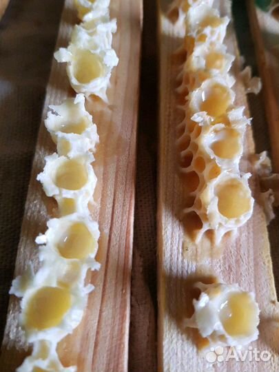 Маточное молочко пчелиное