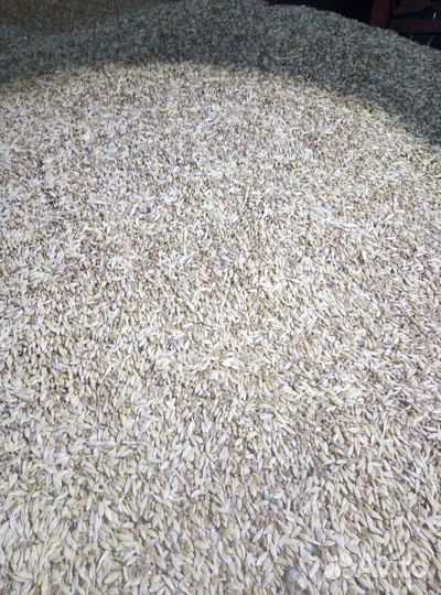 Ячмень, пшеница, зерно, корма