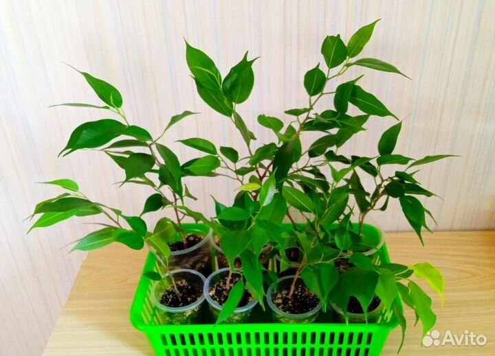 Фикусы Бенджамина, фикусы Пумила разные