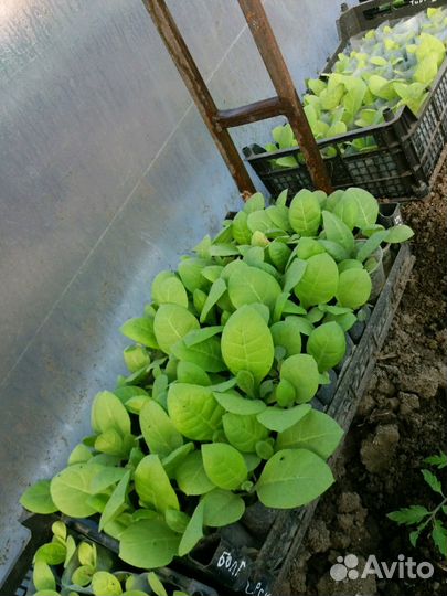 Рассада 9сортов таб