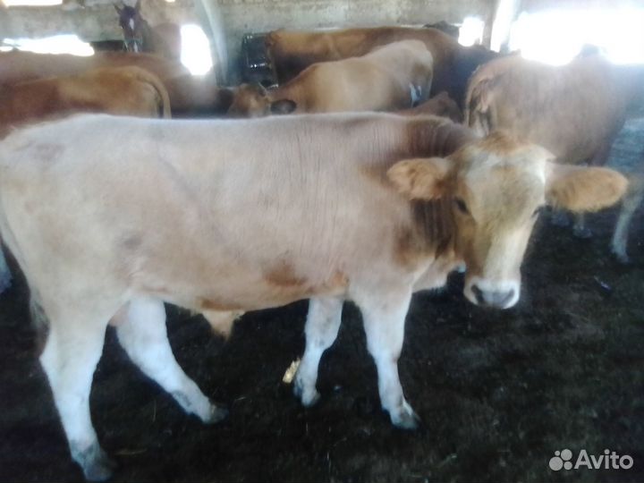 Продам бычка на племя