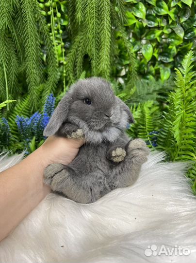 Кролики ручные миниатюрные