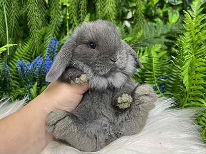 Кролики ручные миниатюрные