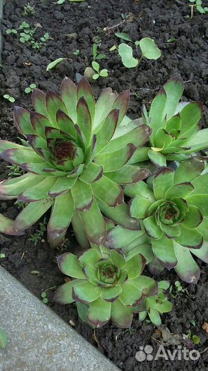 Каменная роза