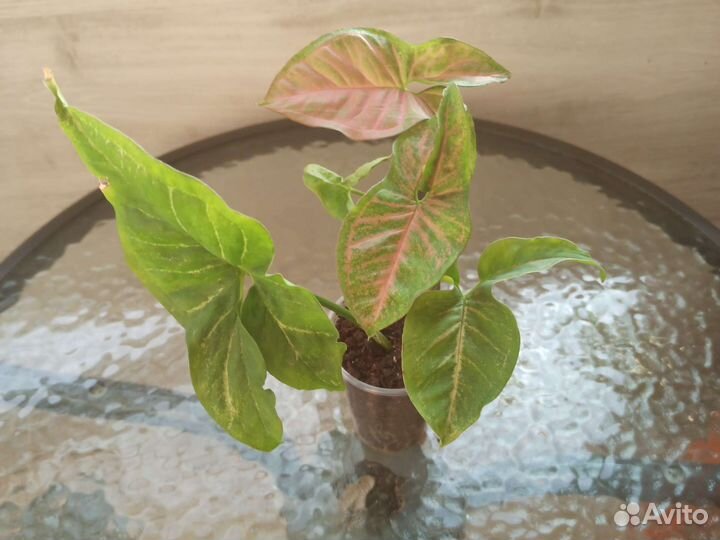 Комнатные растения любой за