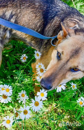 Собака в добрые руки