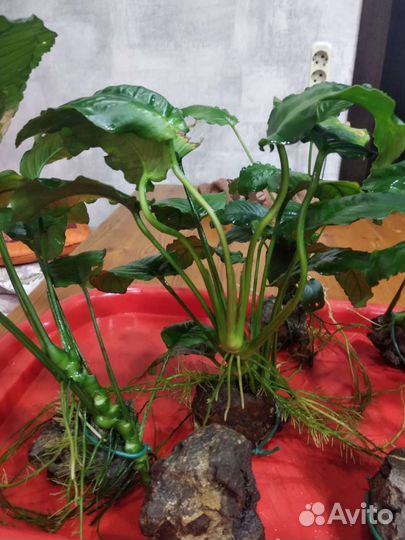 Анубиса Бартера каладафолия