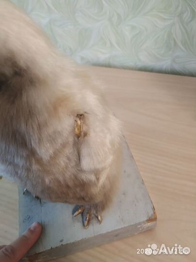 Чучело пингвина