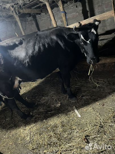 Коровы и телята