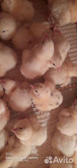 Суточные индюшата, бройлер, перепелка