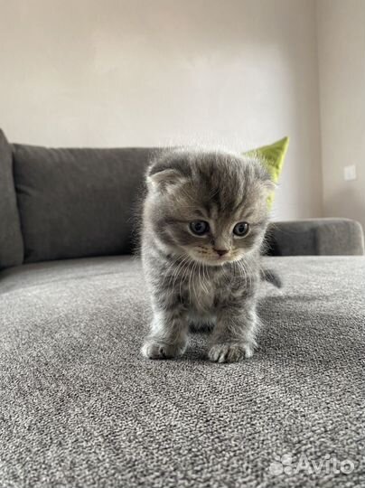 Шотландские котятки