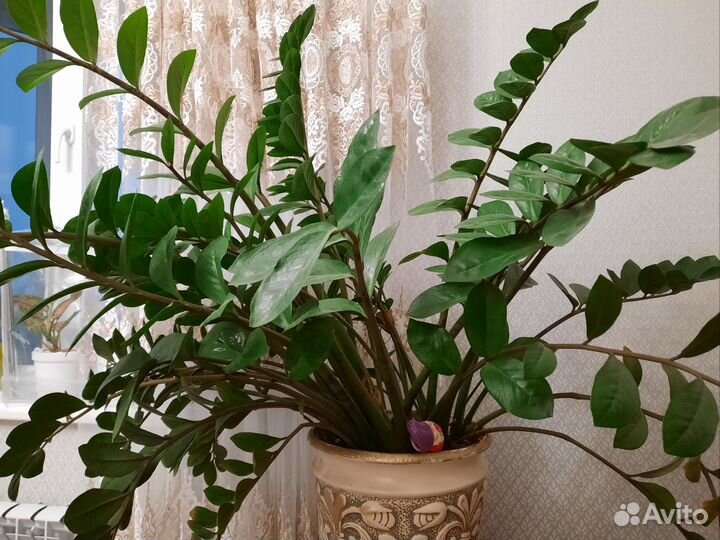 Замиокулькас