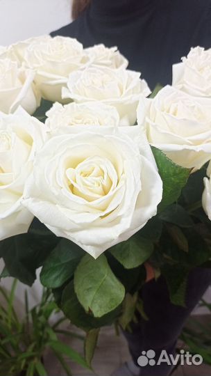 Роза Эквадор 60 см