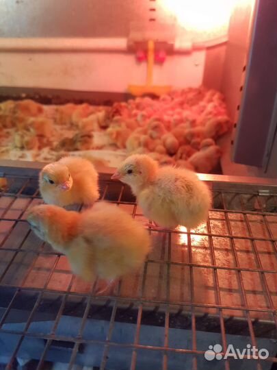 Перепела суточные50руб