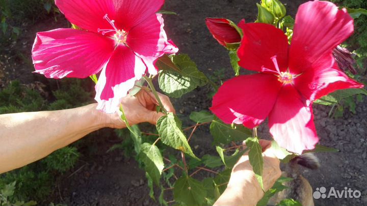 Гибискус семена