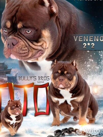 Американский булли вязка
