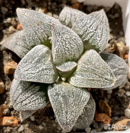 Haworthia pygmaea (Хавортия)