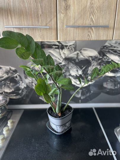 Замиокулькас