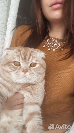 Британский кот вязка