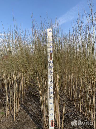 Ива Шаровидная