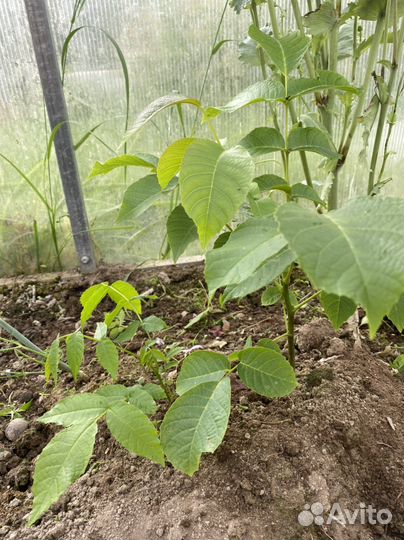 Грецкий орех ростовский саженец первогодок