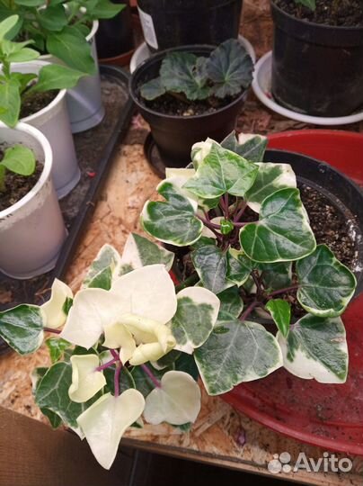 Традесканция, крестовник, гинура