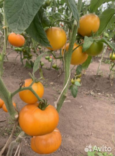 Рассада помидор, излишки